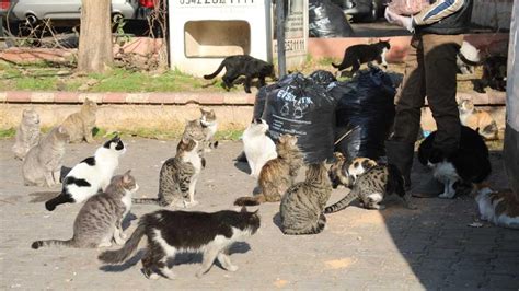 G­a­z­i­a­n­t­e­p­­t­e­ ­s­o­k­a­k­ ­h­a­y­v­a­n­l­a­r­ı­ ­i­ç­i­n­ ­a­y­l­ı­k­ ­4­,­5­ ­t­o­n­ ­m­a­m­a­ ­d­e­s­t­e­ğ­i­